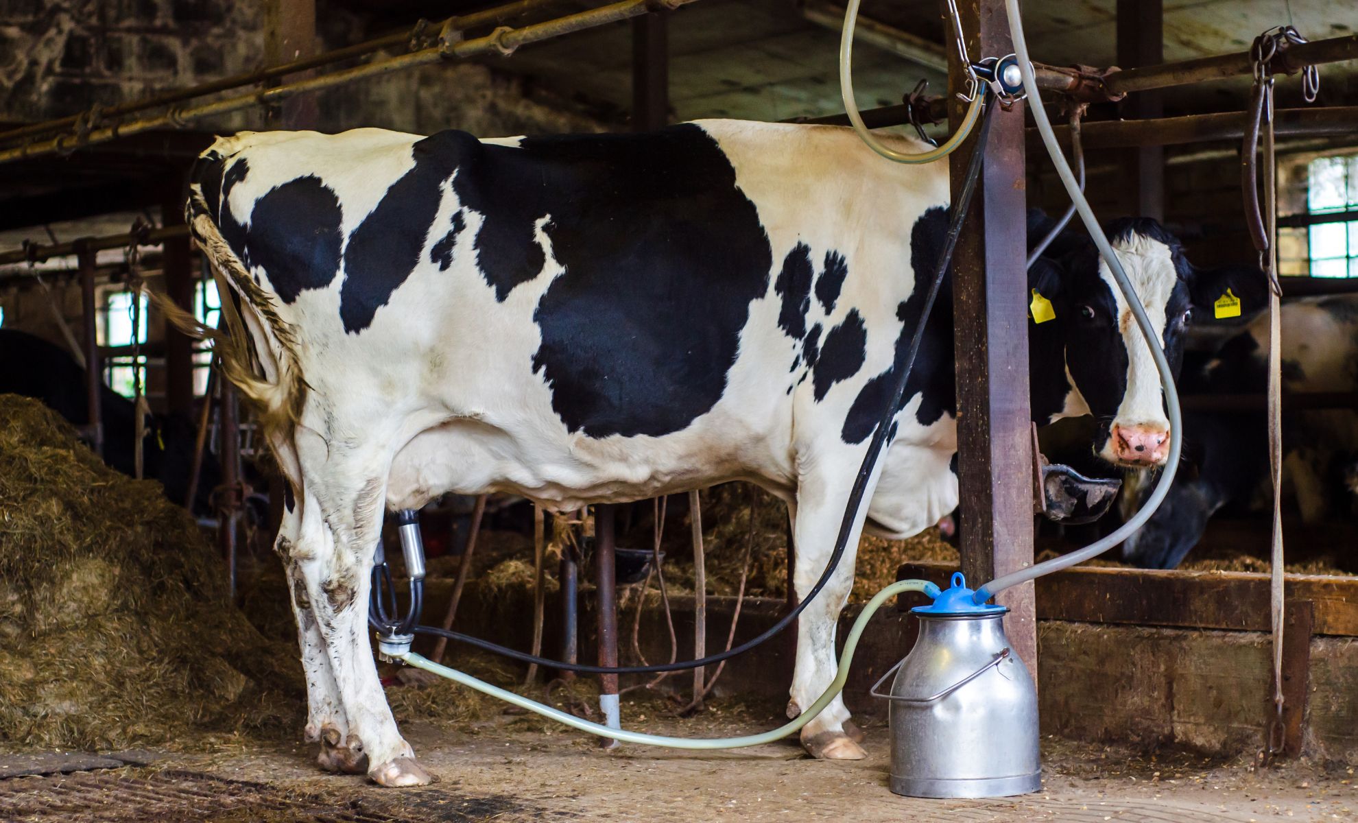 Production de lait en Algérie lancement d un mégaprojet algéro qatari