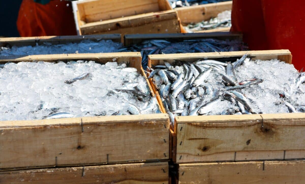 Consommation : l'Algérie va importer de la sardine de la Tunisie