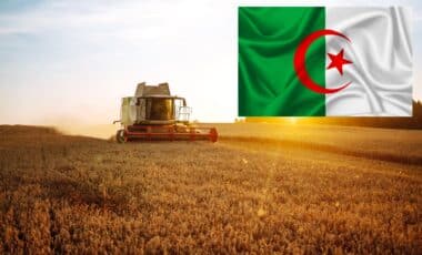 Blé : les importations algériennes resteront élevées en 2024-2025, selon Global Agricultural Information Network (GAIN)