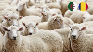 Importation de moutons de Roumanie pour casser les prix à l’approche de l’Aïd : l'ALVIAR réagit à la polémique