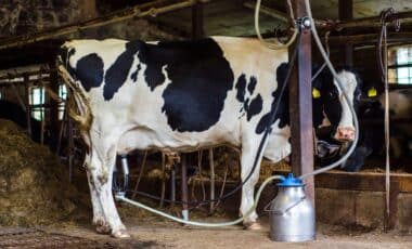 Production de lait en Algérie : lancement d'un mégaprojet algéro-qatari pour répondre à 50% des besoins nationaux