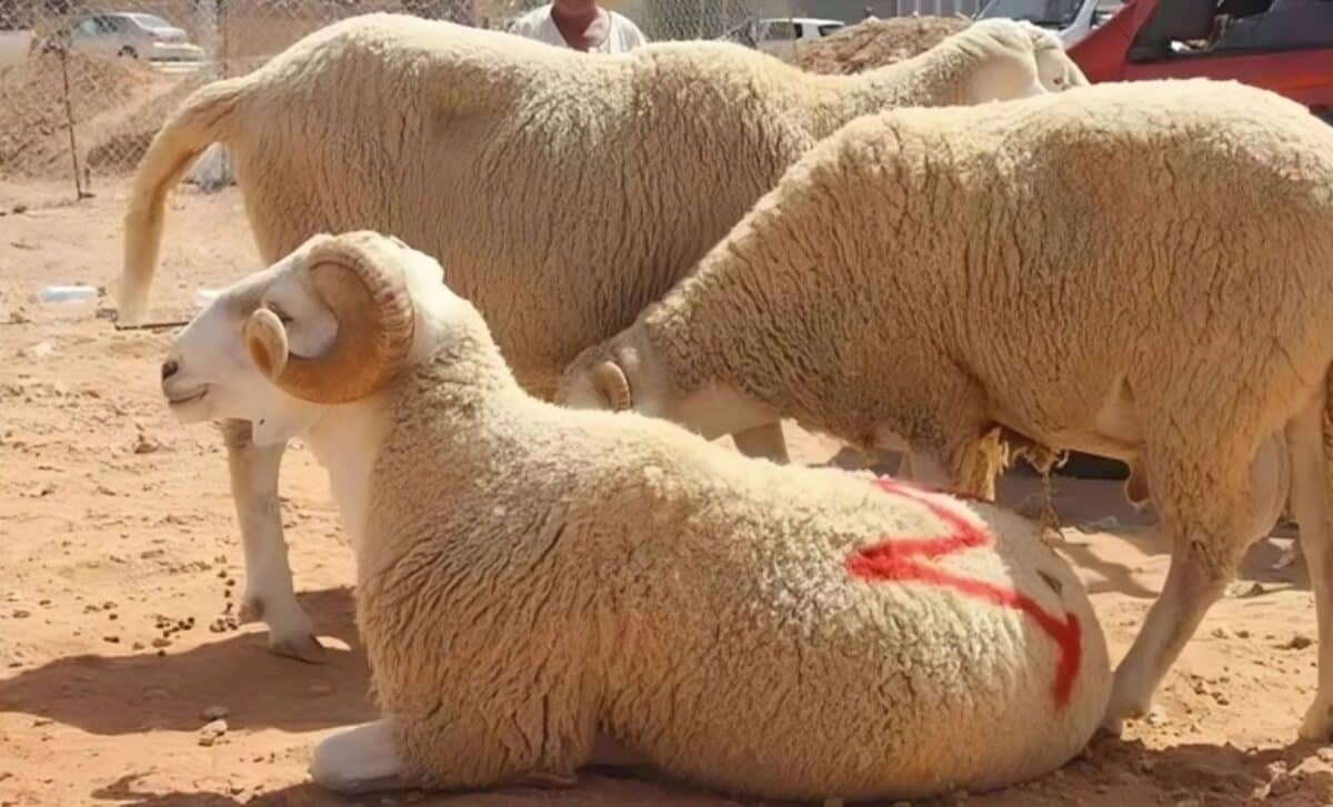 Aïd el-Kebir en Algérie : les prix des moutons flambent en Algérie