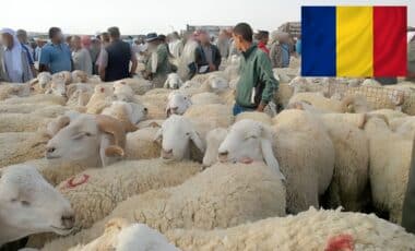 Des moutons de Roumanie vendus pour l'Aïd el-Kébir en Algérie ?