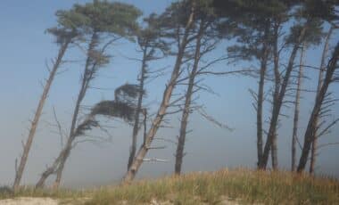 Des arbres secoués par des vents Violents pour illustrer une météo agitée