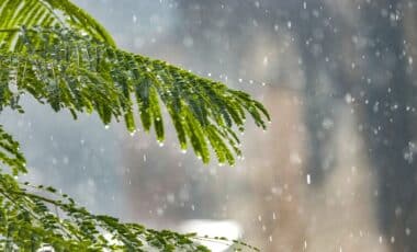 Météo pluvieuse illustrée par une photo d'un arbre sous la pluie