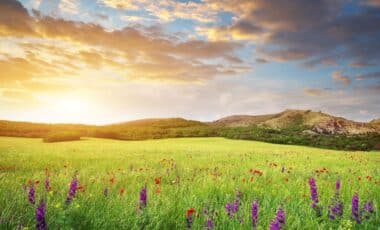 Un champ fleuri pour illustrer une météo printaniére