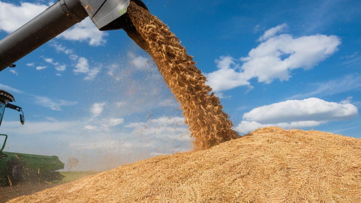 Une photo d'une machine qui fait la moisson de blé dur