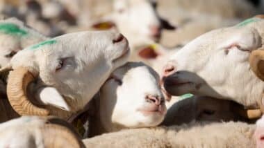 Photos de moutons pour l'Aïd el-Kebir