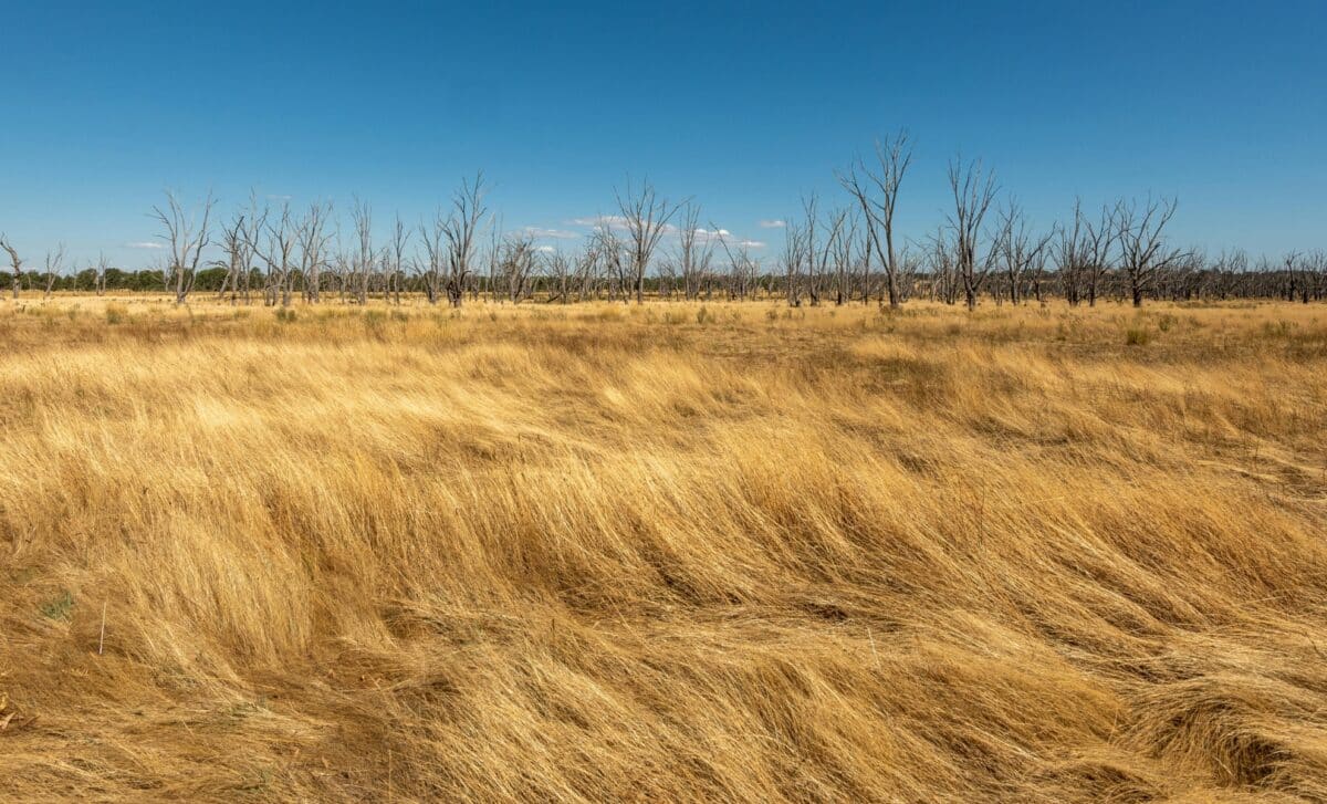 été chaud et sécheresse