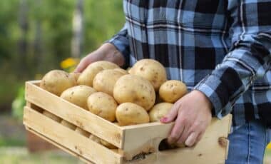 pommes de terre
