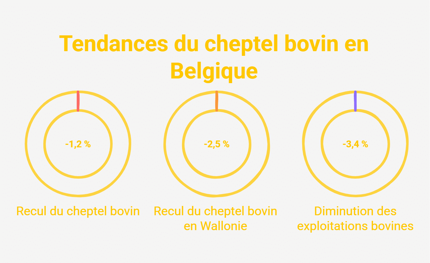 Les pommes de terre battent un record historique en Belgique Pommes de terre