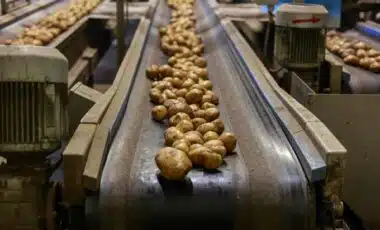 Clarebout Potatoes