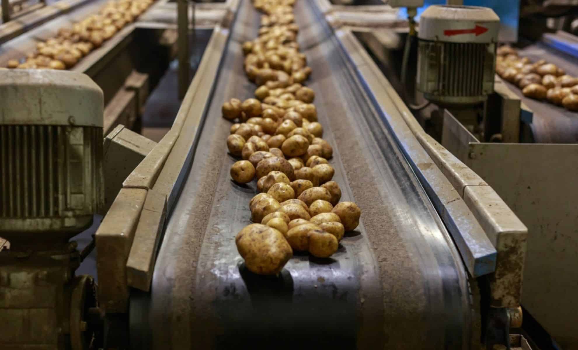 Econostrum.info - Edition Belgique Clarebout Potatoes