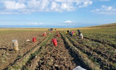 Travailleurs Saisonniers dans un champs de pomme de terre