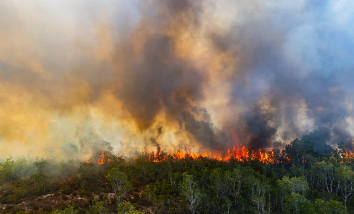 Incendie de forêt