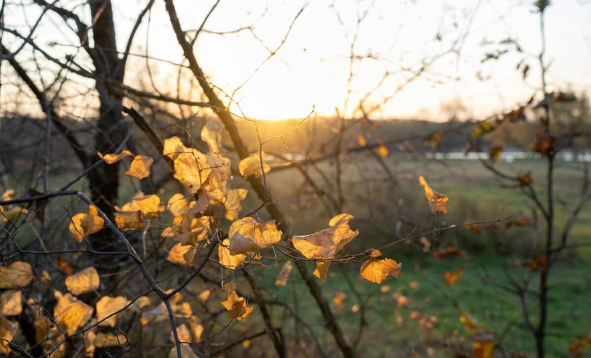 Novembre