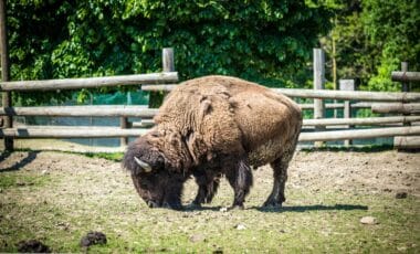 Bison
