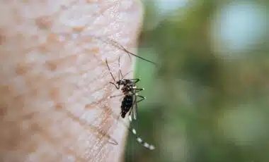 dengue
