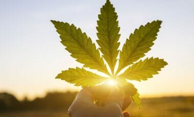 Le cannabis, la drogue la plus consommée en Europe