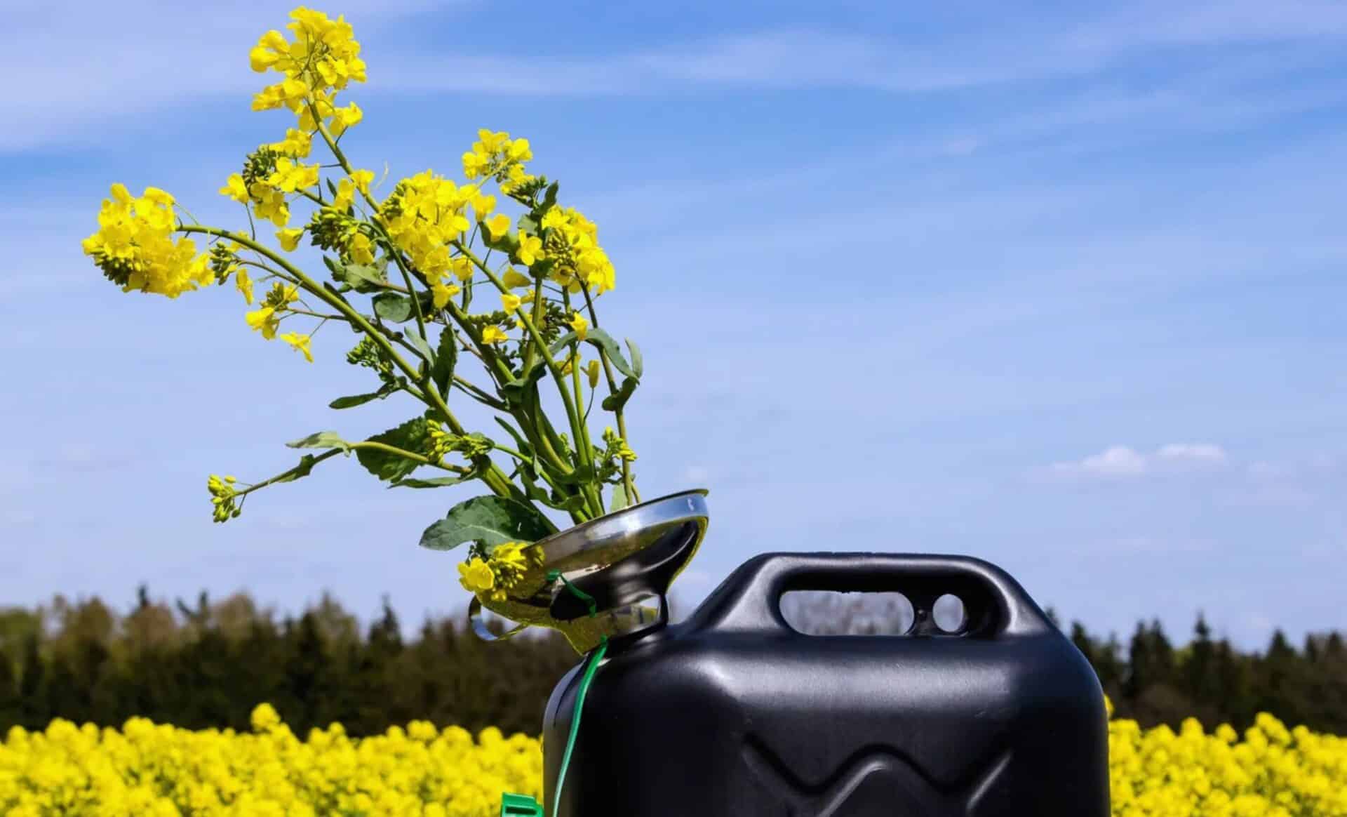 Énergie : les premières chaudières au biofioul peinent à convaincre, pourquoi ?