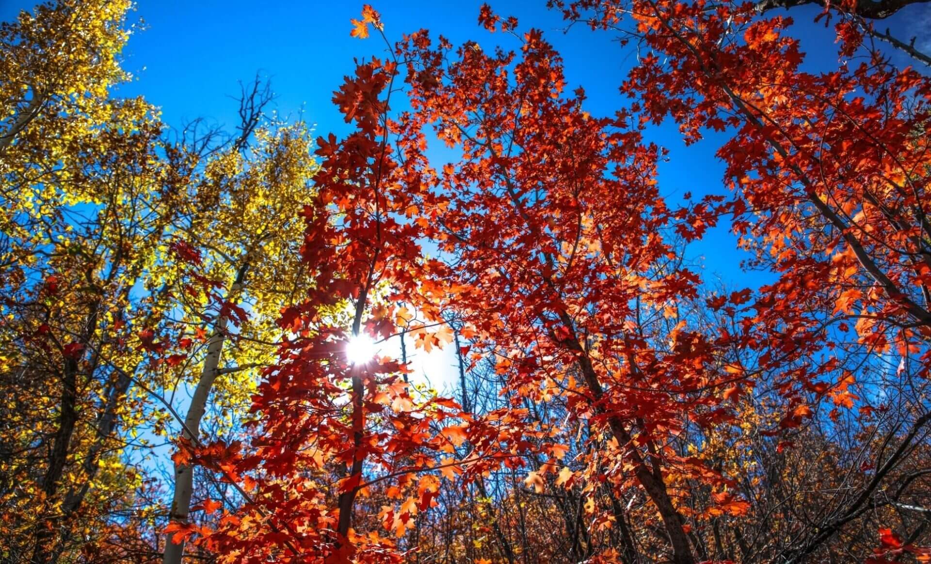 Météo-France : quand est-ce que l'automne reprendra ses droits ?