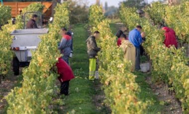 Emploi : plus de 1 200 postes de saisonniers agricoles à pourvoir cet été dans cette région