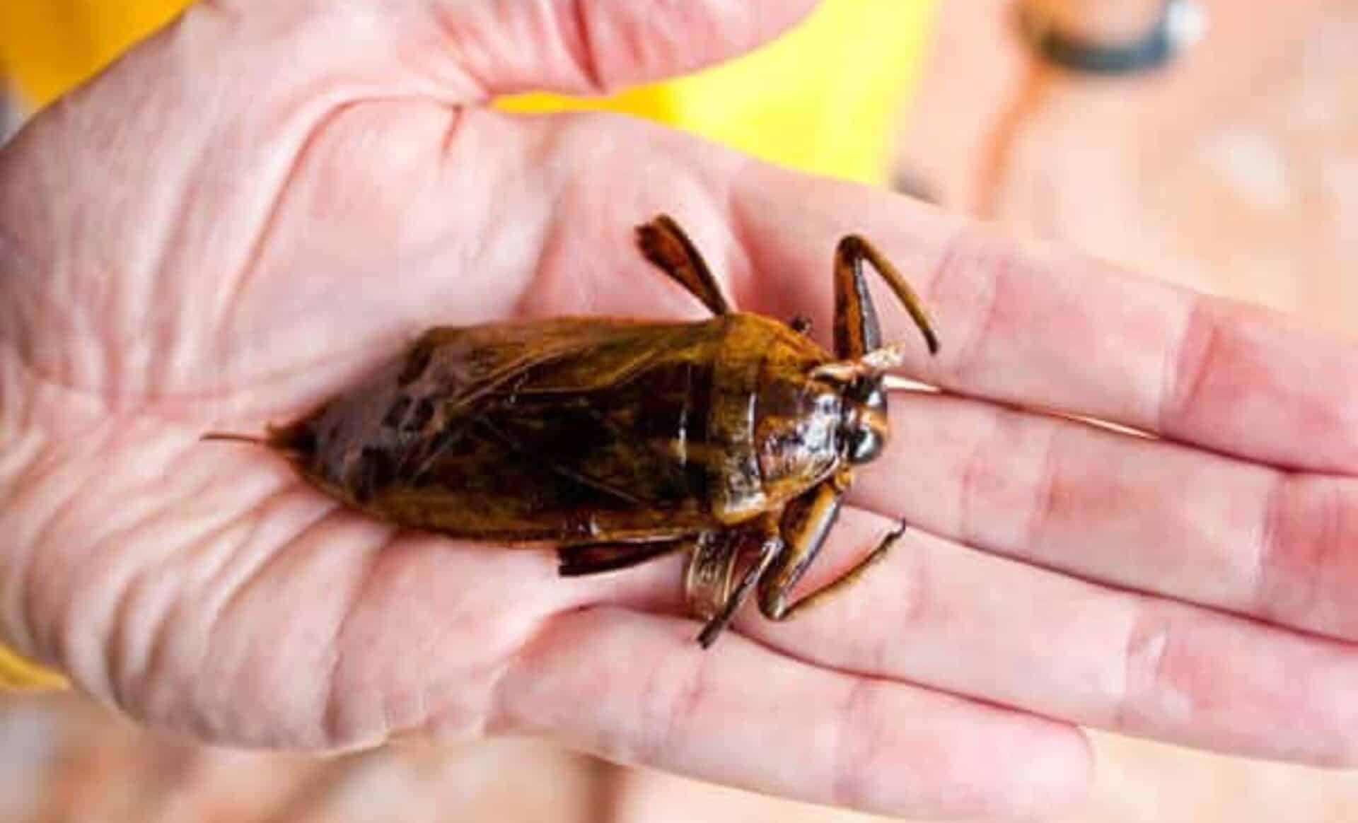 Punaises géantes : la France est-elle menacée par ces « mordeuses d’orteils » découvertes en Méditerranée