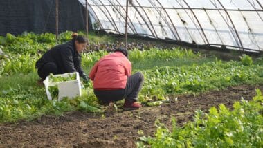 Voici les nouvelles décisions du gouvernement en faveur des agriculteurs