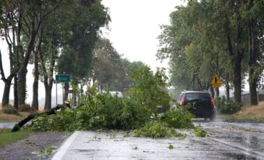 Un arbre arraché à cause d'une météo très perturbée