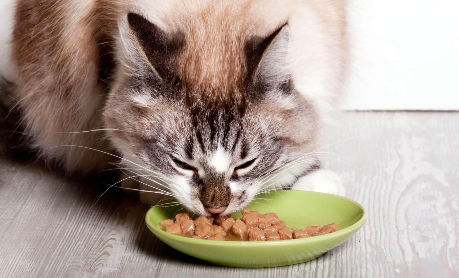 Rappel produit : attention, ces croquettes pour chat sont contaminées à la Salmonelle