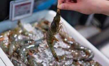 Rappel Conso Des Crevettes Contaminées à La Bactérie « Mangeuse De Chair » Rappelé Dans Toute La France