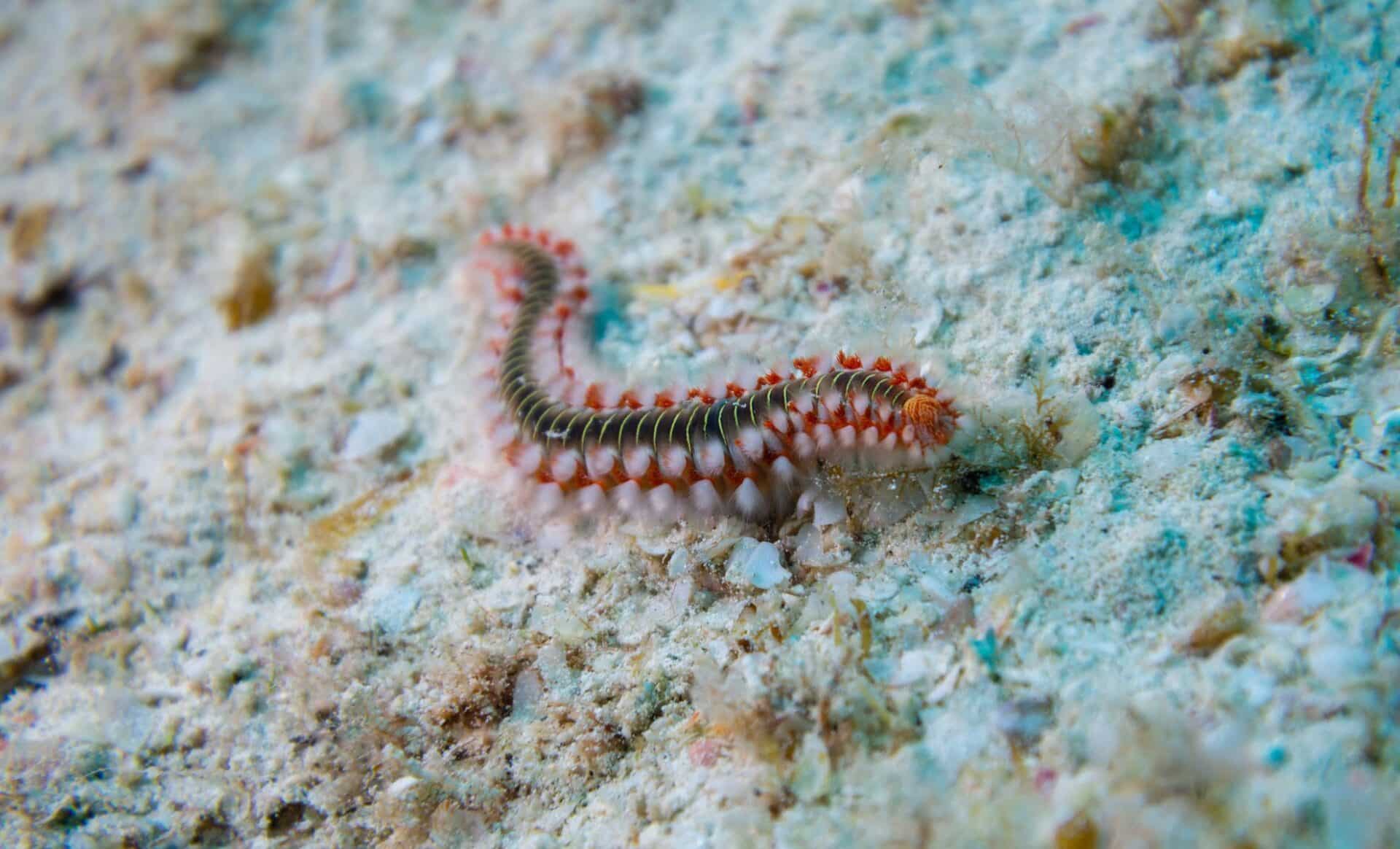 «je Refuse Que Cela Gâche Mes Vacances» Le Ver De Feu, Nouveau Fléau Des Plages Méditerranéennes
