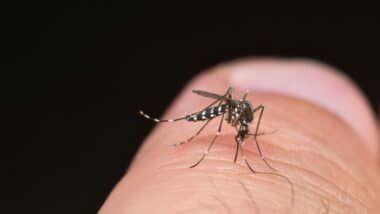 Apparition de la dengue en Occitanie : les autorités sanitaires sur le pied de guerre