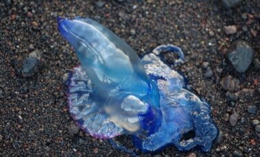 Galère portugaise : qu'est-ce que cette fausse méduse géante au venin très dangereux qui a envahi des plages catalanes ?