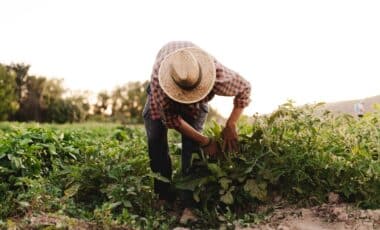 Photo d'un agriculteur utilisée pour illustrer la retraite dans le monde agricole