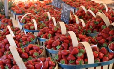 Barquettes de fraises