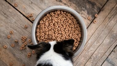 Une photo d'un chien qui mange des croquettes