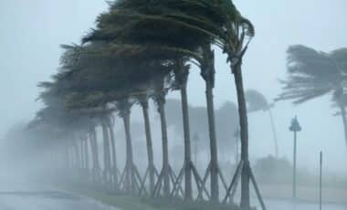 Des arbres penchés à cause de la météo chaotique