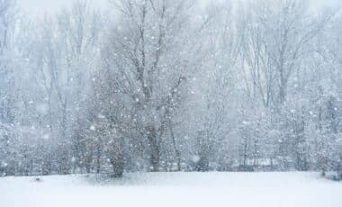 Photo de chutes de neige en forêt pour illustrer la météo hivernale