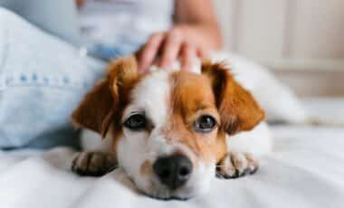 Un chien, qui serait concerné par la taxe sur les animaux, allongé sur un lit avec une main qui caresse sa tête.