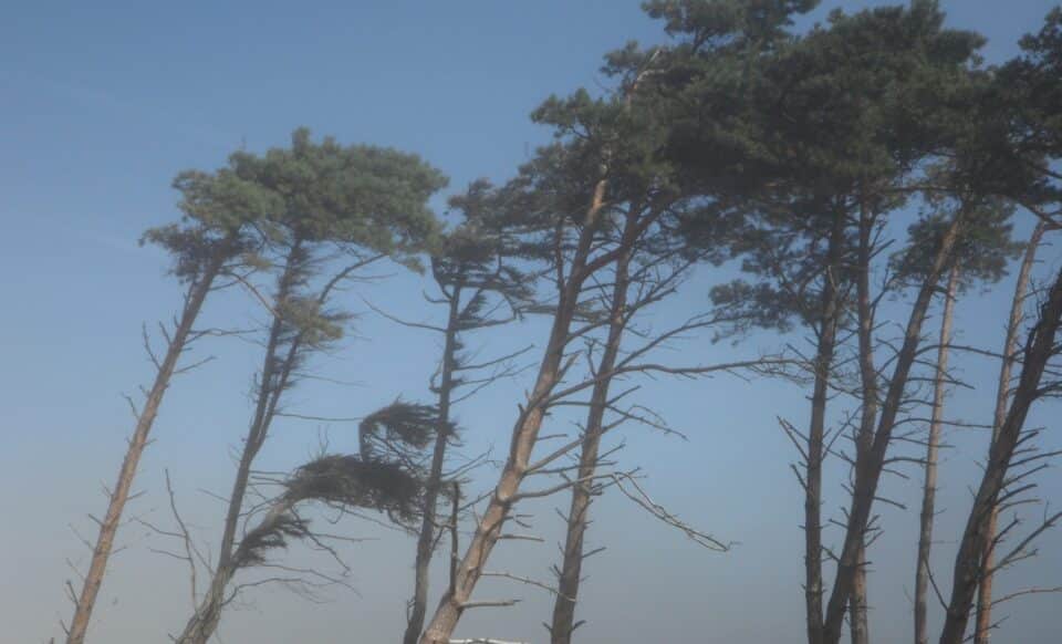 Des arbres penchés à cause de la météo venteuse