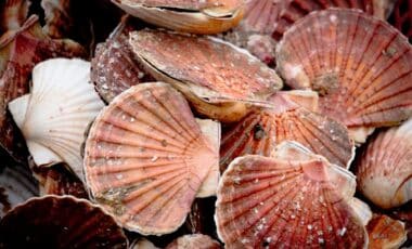 Coquilles