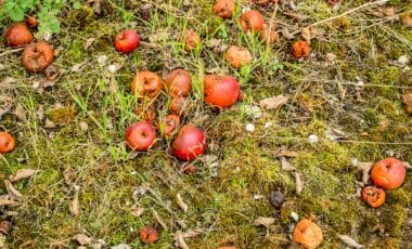 Fruits et légumes
