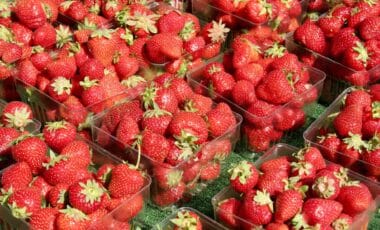 Fraises