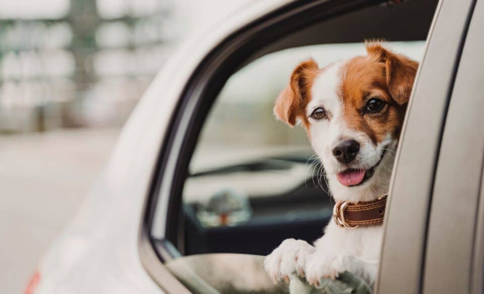 Animaux de compagnie