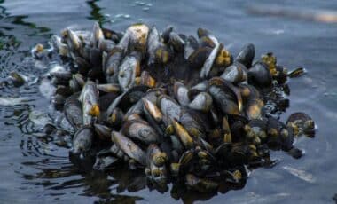 Moules invasives