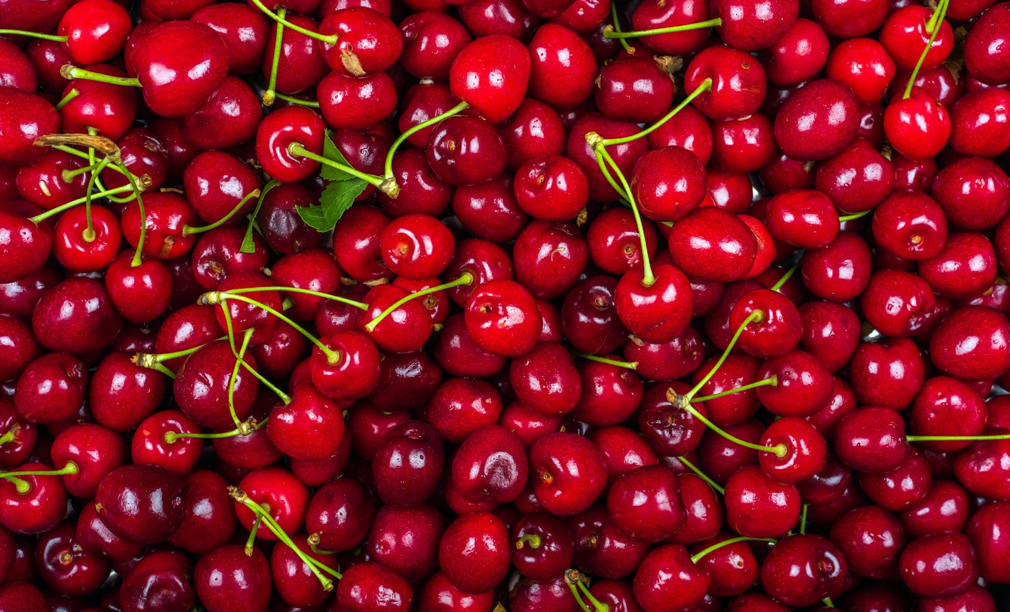 Cerises : récolte record en France, les producteurs appellent à consommer vite
